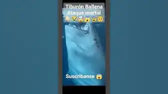 Video thumbnail for #Tiburón #Ballena Ataque mortal 👇🏻😭🤯😱😰🥺 #cancun #shorts