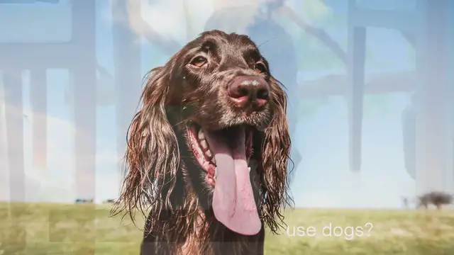 Video thumbnail for Are Cocker spaniels good house dogs?