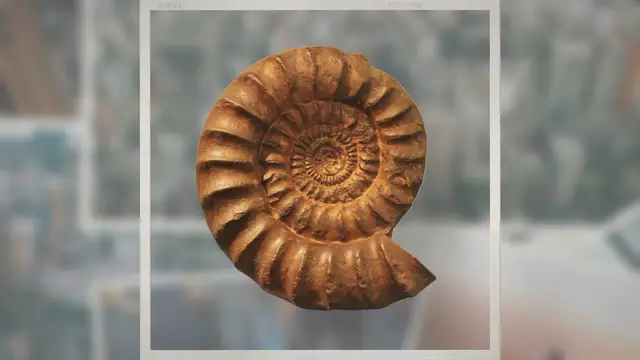 Video thumbnail for Where Can You Find Ammonite Fossils?