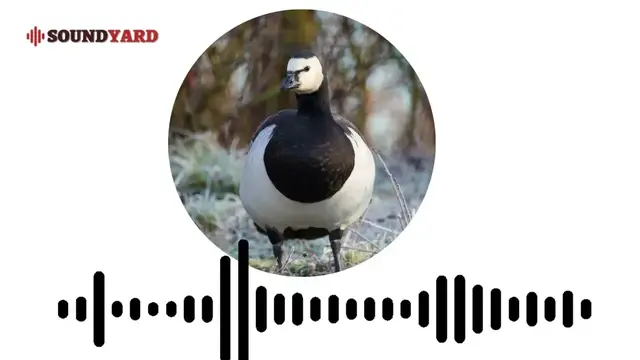 Video thumbnail for Barnacle Goose Sound, Barnacle Goose Call and Song [Audiogram Version]