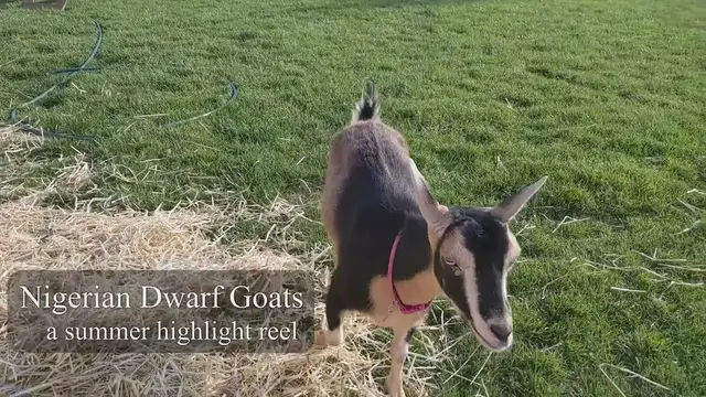 Video thumbnail for What it's like having Nigerian Dwarf Goats