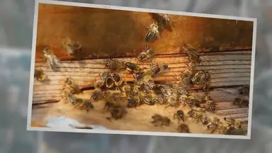 'Video thumbnail for True Meaning And Right Interpretation Of Dreams About Bees'