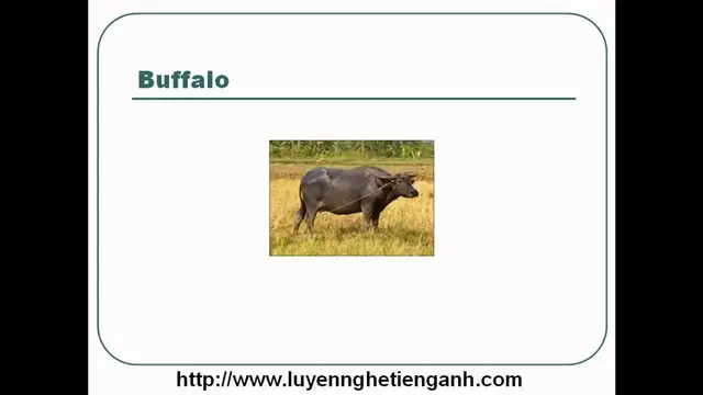 Video thumbnail for Learn English Vocabulary Through Pictures - Topic - Animals Lesson 01
