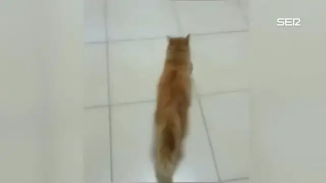 Video thumbnail for Mamá gata lleva a su gatito enfermo al hospital en busca de ayuda humana