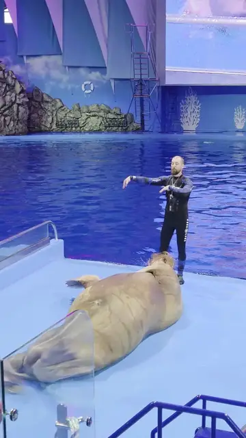 Video thumbnail for Walrus Performing Belly Dance with Trainer on Aquarium Stage