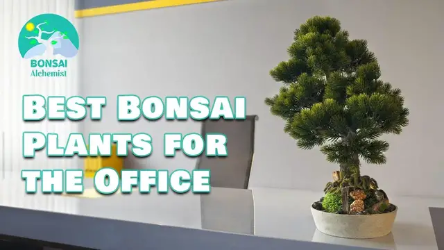 Video thumbnail for Best Bonsai Plants for the Office