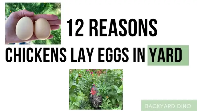 Video thumbnail for 12 Reasons Why Chickens Lay Eggs in the Yard (and how to fix it)
