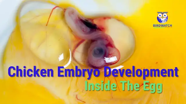 Video thumbnail for Inside The Egg With Chicken Embryos