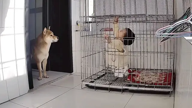 Video thumbnail for Child Climbs Into Dog’s Kennel in Shandong, China