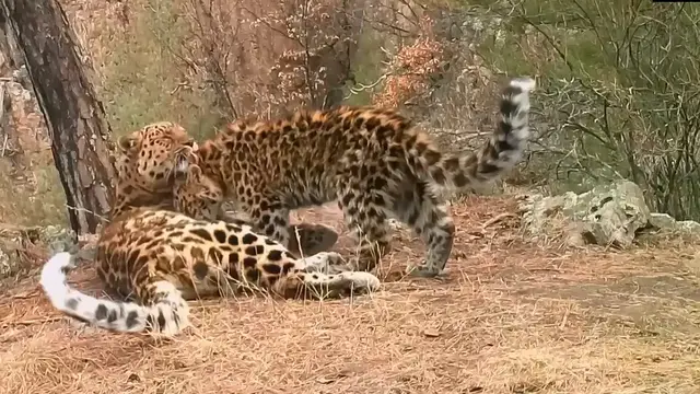 Video thumbnail for Rare Footage Captures Far Eastern Leopard Cub Nursing in Russia’s Land of the Leopard National Park