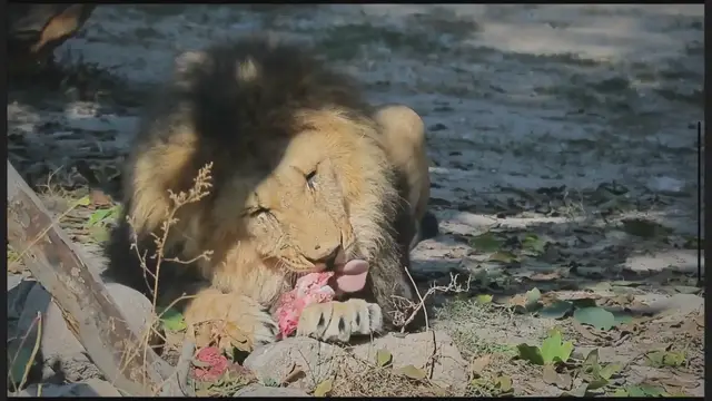 Video thumbnail for Do Lions Eat Elephants (The Answer May Surprise You)