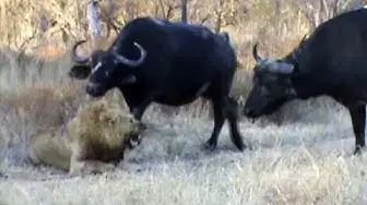 Video thumbnail for Buffaloes Stop 3 Male Lions From Killing Another Lion