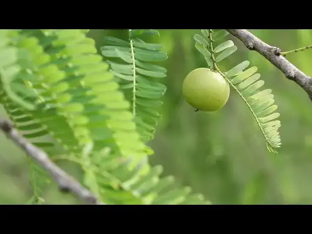 Video thumbnail for Gooseberry Videos