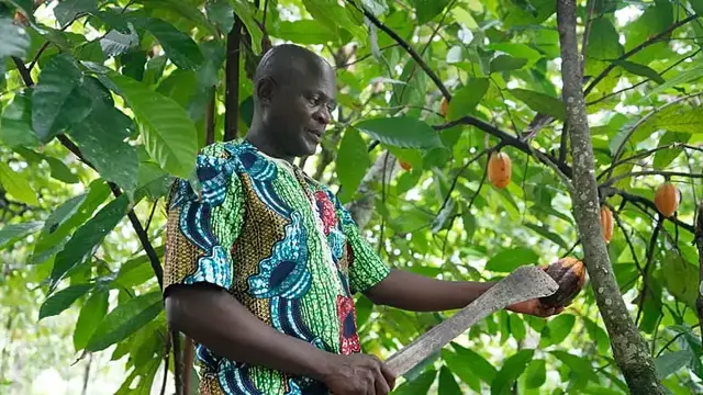Video thumbnail for Ivory Coast, Ghana seek to create cocoa 'OPEC'