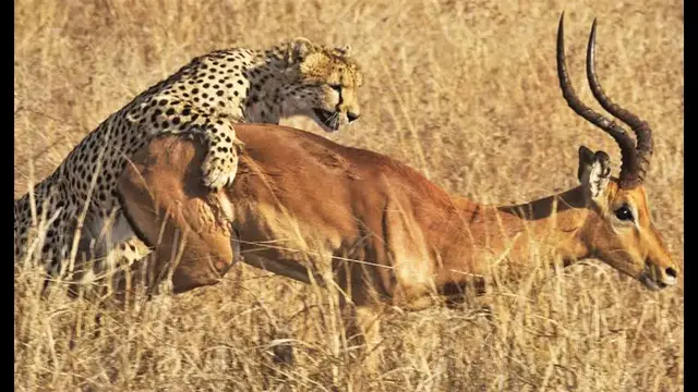 Video thumbnail for Cheetah Kills Male Impala Right Next to Road