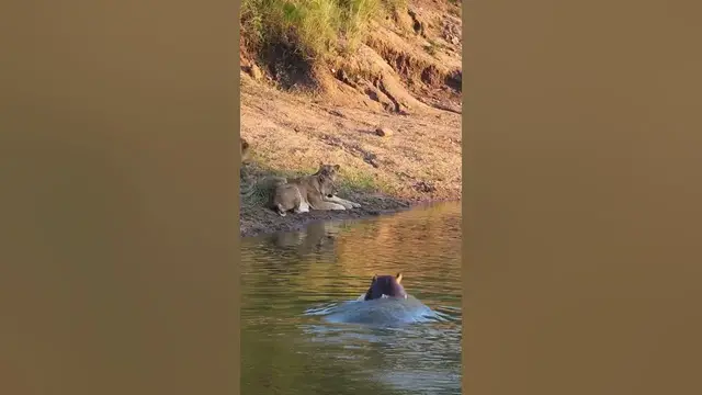 'Video thumbnail for Hippo Sneaks up on Lions 🤫🦁🦛'