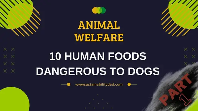 'Video thumbnail for 10 human foods dangerous for dogs (video 1)'