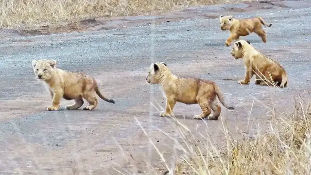 Video thumbnail for Lion Cubs Learn How to Cross the Road