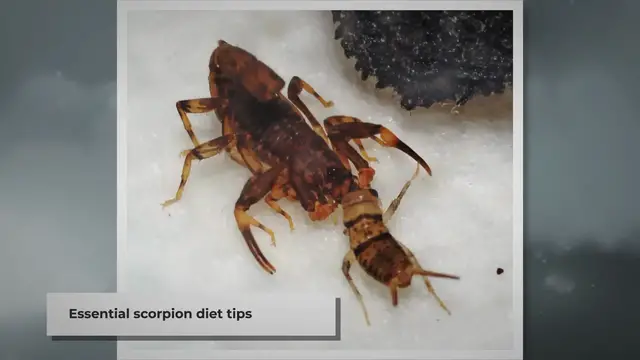 Video thumbnail for What to Feed Your Pet Scorpion