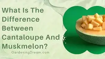 Video thumbnail for What Is The Difference Between Cantaloupe And Muskmelon?