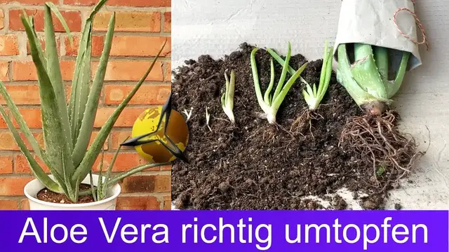 ginseng bonsai gießen Bonsai Ficus Ginseng (Microcarpa) kaufen main image 0