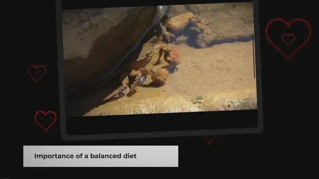 Video thumbnail for Feeding Your Pet Fiddler Crabs: A Quick Guide