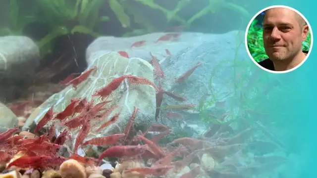 'Video thumbnail for NITROGEN CYCLE EXPLAINED! - The Aquarium Nitrogen Cycle Explained in an easy-to-follow format'