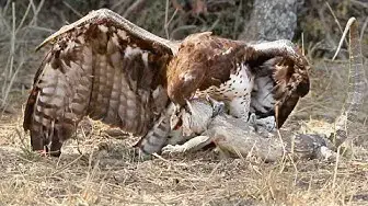 Video thumbnail for Eagle Rips Lizard's Eyes Apart As it Tries to Escape