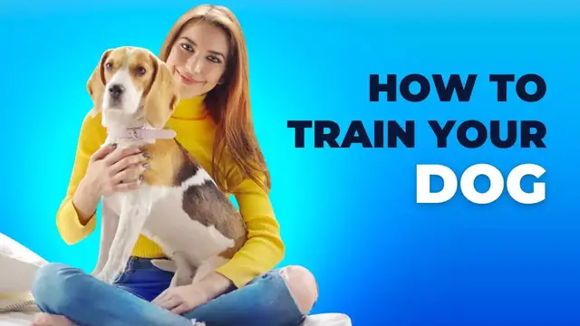 Video thumbnail for How to Train a German Shepherd Puppy - A Detailed Video on GS Training Tips