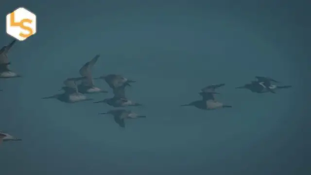 Video thumbnail for The Bird That Flies 7,500 Miles Without Stopping