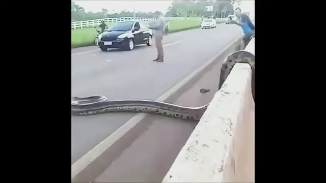 'Video thumbnail for Anaconda Crosses Road in Brazil'