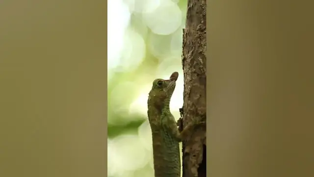 Video thumbnail for Leaf nosed Lizard #shorts