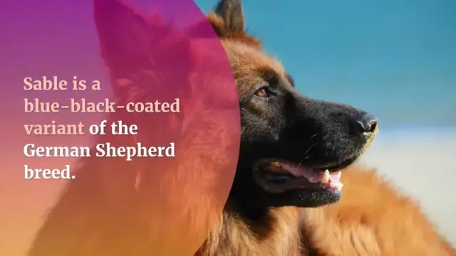 Video thumbnail for Everything You Need To Know About Sable German Shepherd