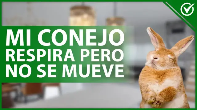 Video thumbnail for 🐰 ¿Por qué mi CONEJO ha DEJADO de MOVERSE pero sigue respirando y qué hacer? 🐰