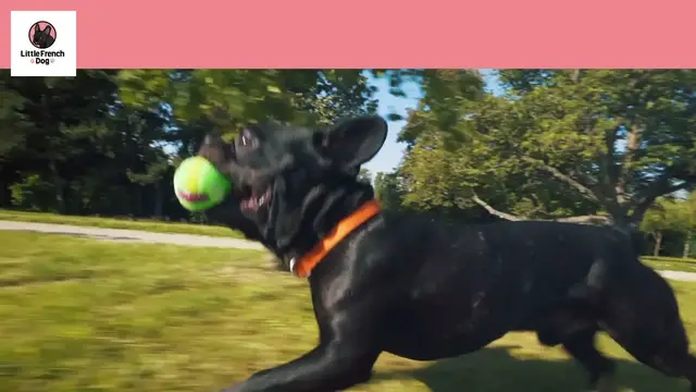 'Video thumbnail for How Much Do French Bulldogs Weigh? Includes Chart!'