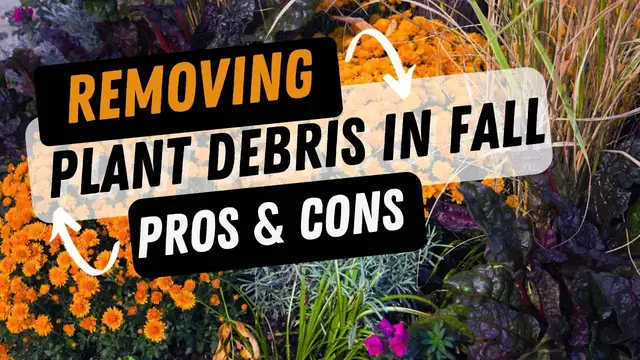 Video thumbnail for Should You Remove Dead Plant Debris Before It Snows? The Pros & Cons Of Removing Old Plant Debris
