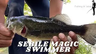 Video thumbnail for Sebile Magic Swimmer - Largemouth Bass Action