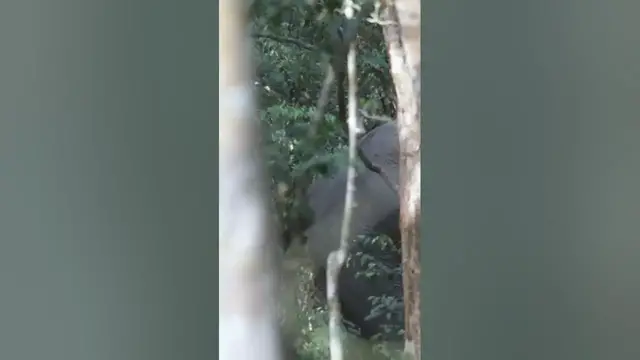 Video thumbnail for Biggest tusker of wilpattu #shorts