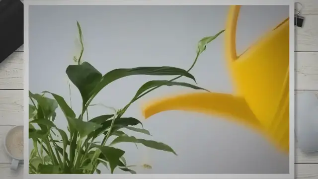 'Video thumbnail for 5 problemer med fredsliljer (og hvordan du løser dem)'