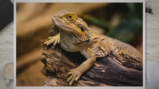 Video thumbnail for All About Bearded Dragon Poop: Colors, Runny, and More