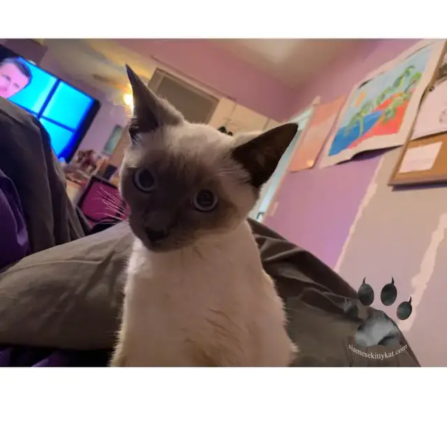 Video thumbnail for Can A Siamese Cat Have a Calico Kitten?