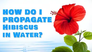 'Video thumbnail for How Do I Propagate Hibiscus in Water?'