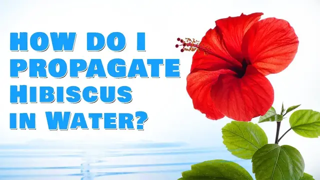 Video thumbnail for How Do I Propagate Hibiscus in Water?