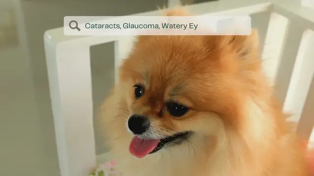 Video thumbnail for Most Common Pomeranian Eye Problems