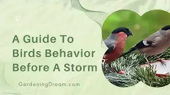 Video thumbnail for A Guide To Birds Behavior Before A Storm