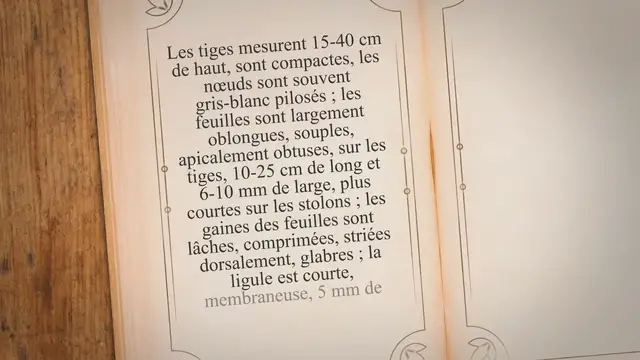 'Video thumbnail for Herbe à vache (Axonopus Compressus)'