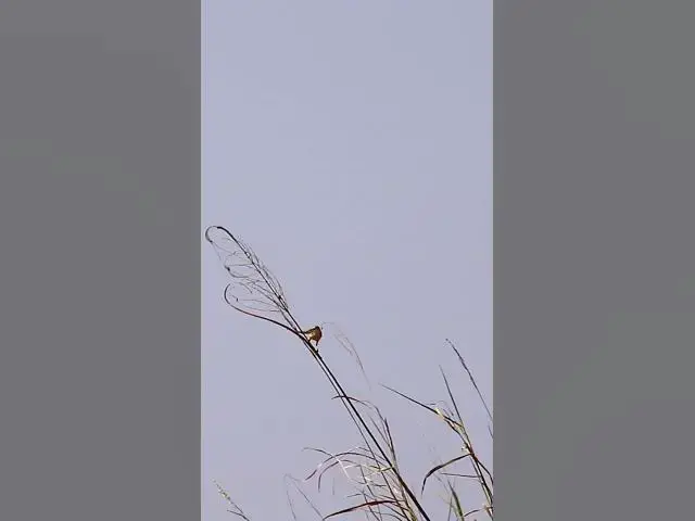 Video thumbnail for Small Bird Crying  bird #smallbird #birds #bird #shortdove #nestdove #babiesdove