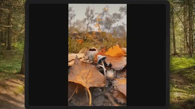 'Video thumbnail for Are Puffball Mushrooms Dangerous? ( Answer Is Here! ) - Pointer Verse'