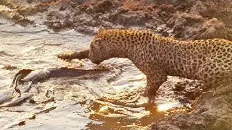 Video thumbnail for Fish in Small Puddle Doomed by Hungry Leopard