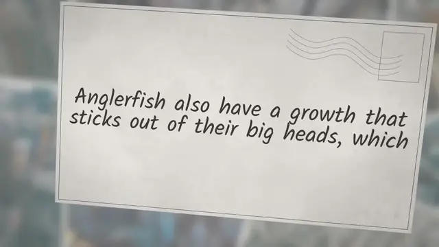 Video thumbnail for How Big Are Anglerfish?